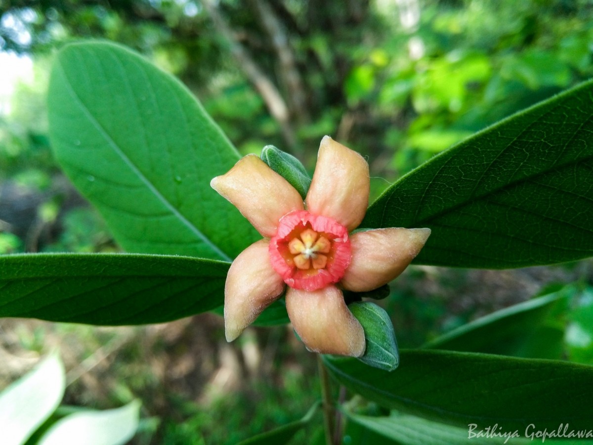 Wrightia arborea (Dennst.) Mabb.